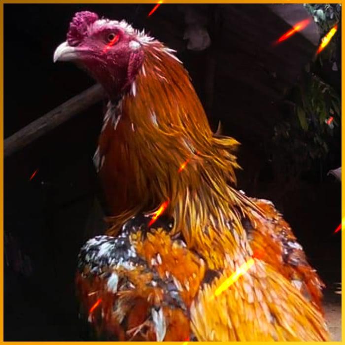 เข้าสู่ระบบ wink24hr คาสิโนออนไลน์ที่ทันสมัยที่สุดในไทย